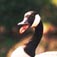 Water Fowl
